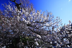 梅花