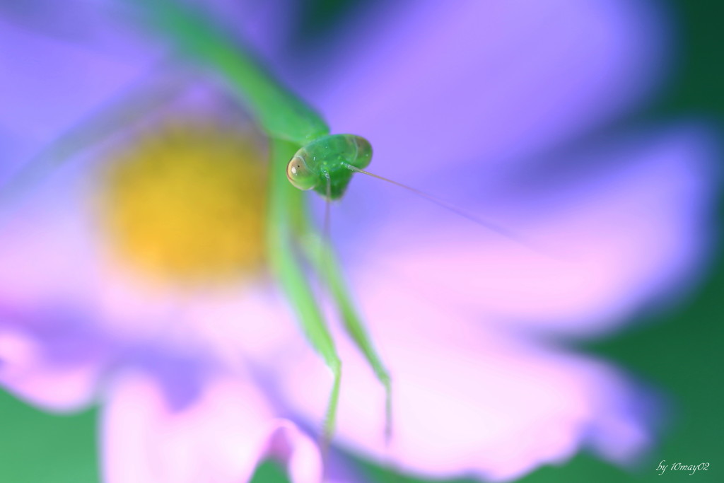 カマキリ