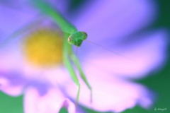 カマキリ