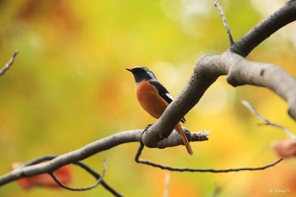 紅葉見鳥