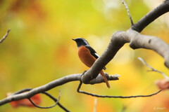 紅葉見鳥