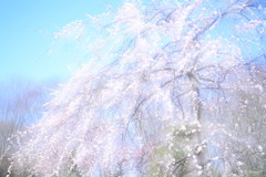 しだれ梅
