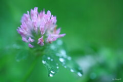 霧雨