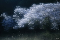 桜花