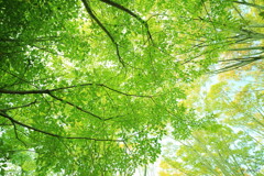 満天の広葉