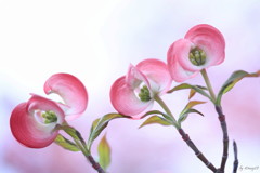 ハナミズキの妖精たち