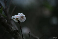 十月桜