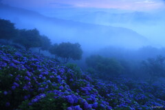 雲上の彩