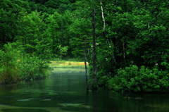 原生湿原　～田代池～