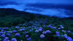 山紫陽花