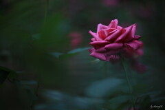 秋薔薇