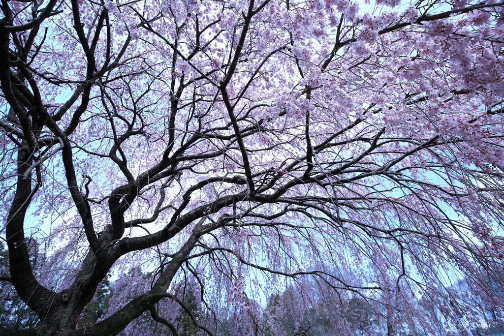 糸桜