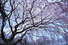 糸桜