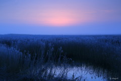 渡良瀬厳冬３