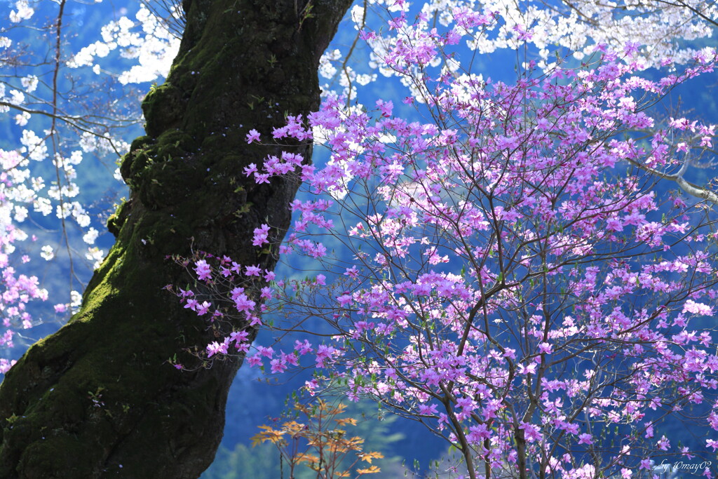 龍珠院３