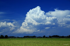 夏雲