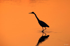 夕陽のシルエット
