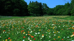 ポピーの園