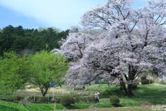 里山桜