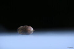 一粒の秋