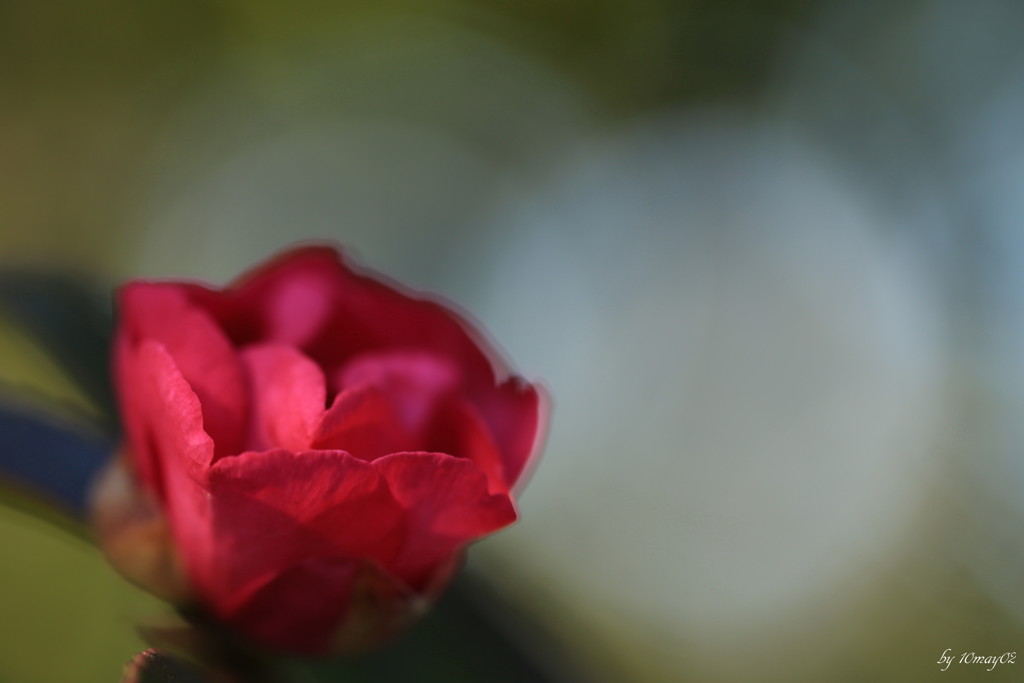 山茶花