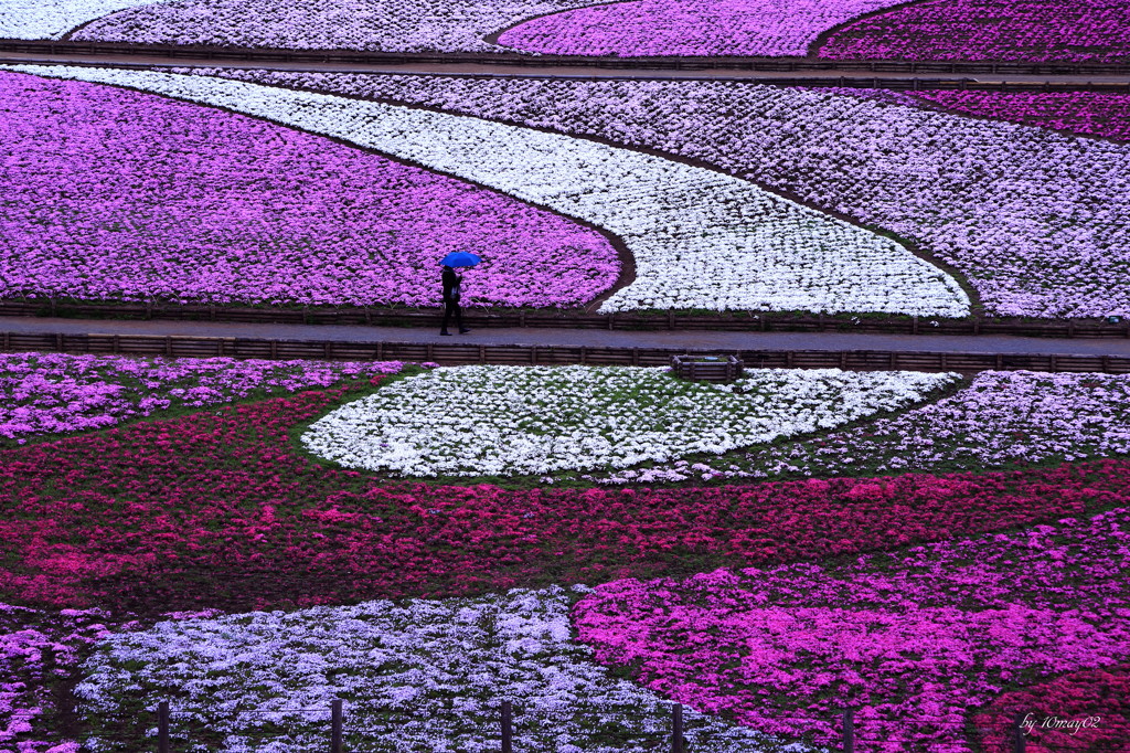 雨の芝桜