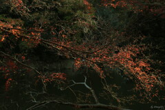 残り葉の輝き