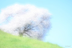 爛漫
