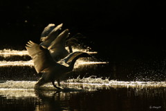  LANDING