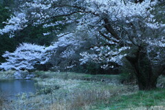野桜