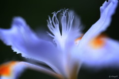 胡蝶花
