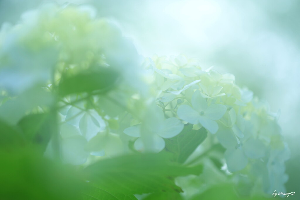 紫陽彩５