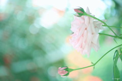 バラの香り