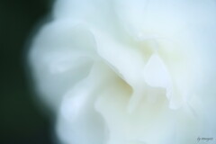 白薔薇