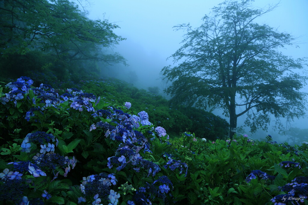 雨霧