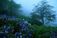 雨霧
