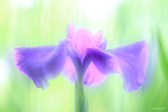 初夏の彩
