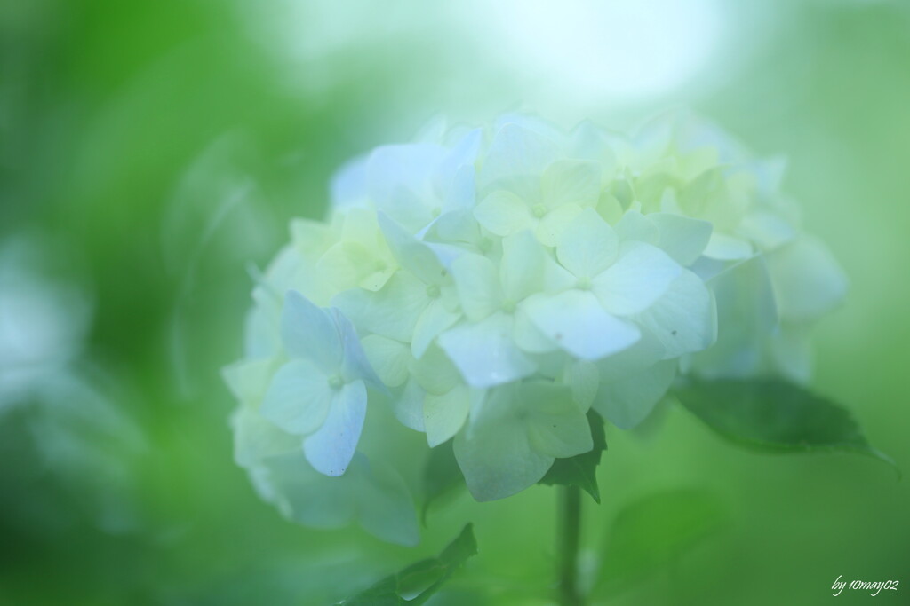 紫陽彩
