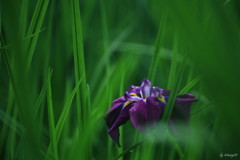 淑