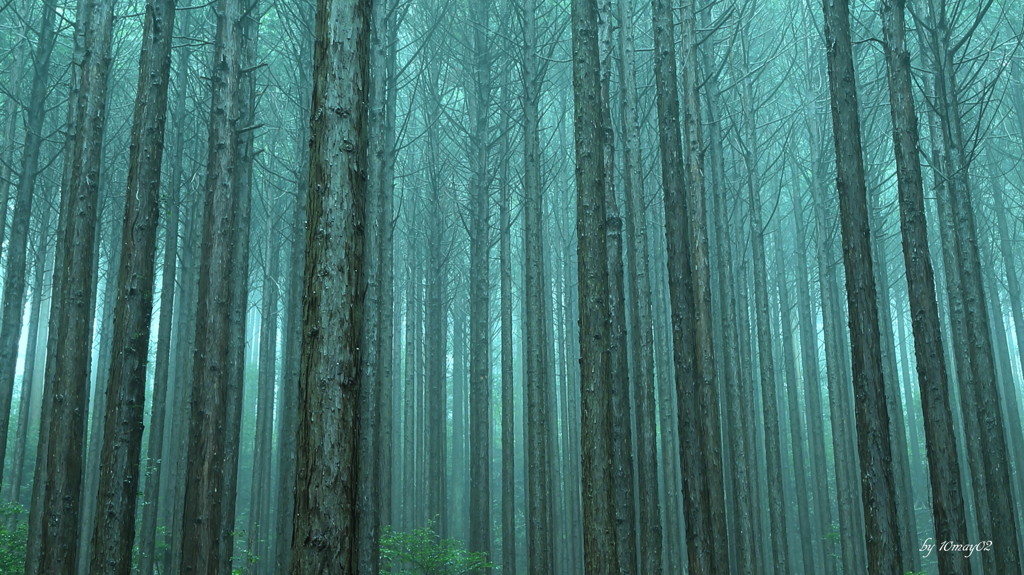 針葉樹林
