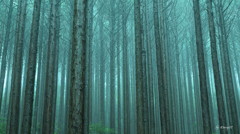 針葉樹林