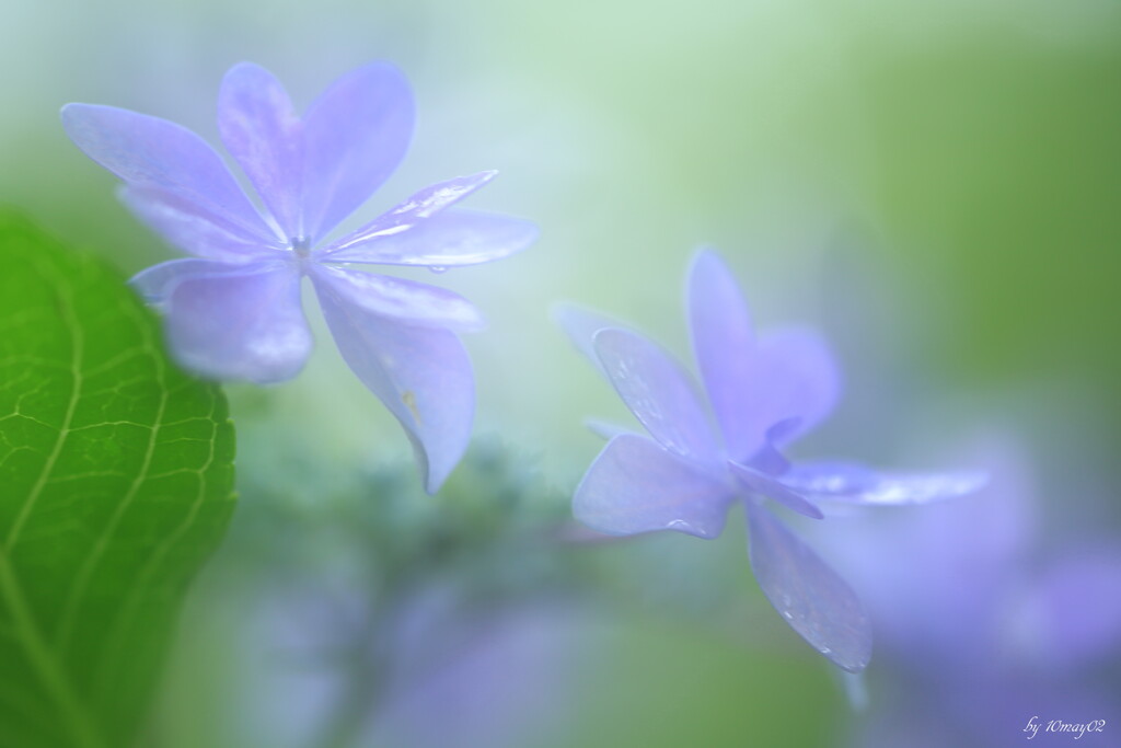 雨紫陽花