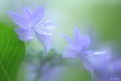 雨紫陽花