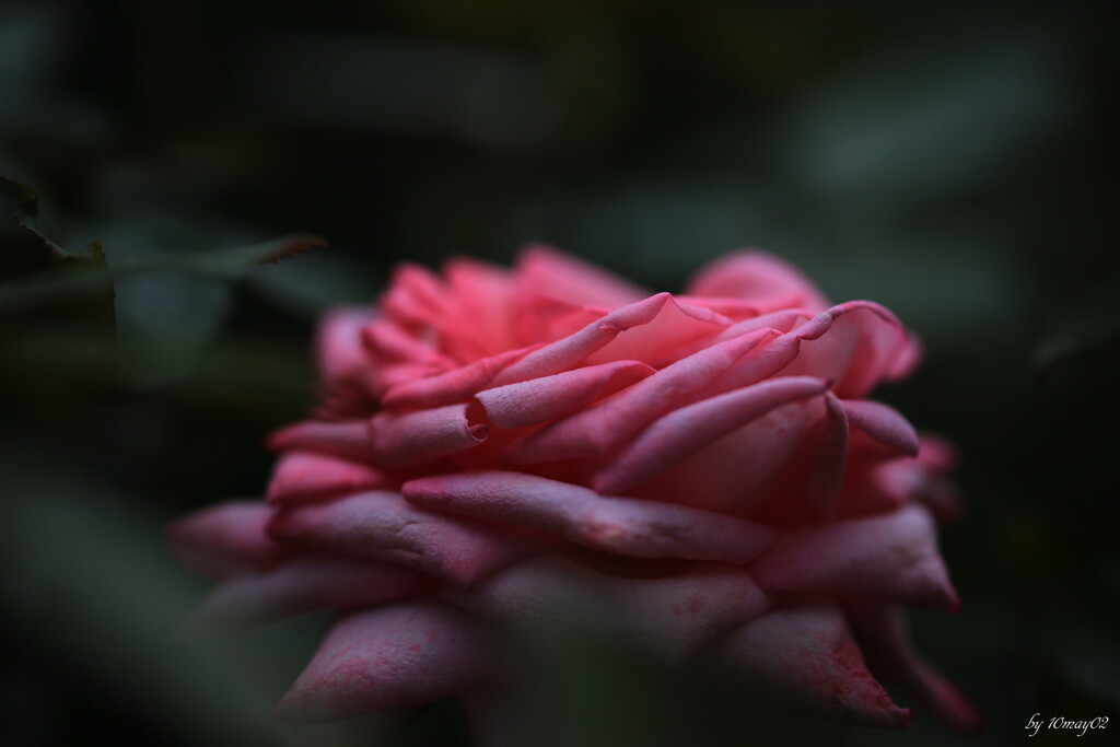 二番花