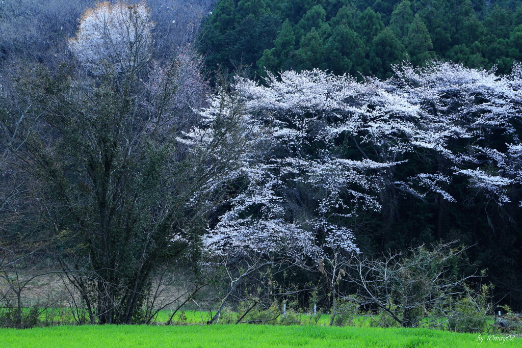 野桜