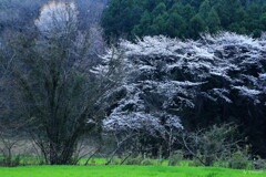 野桜