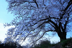 黎明の桜