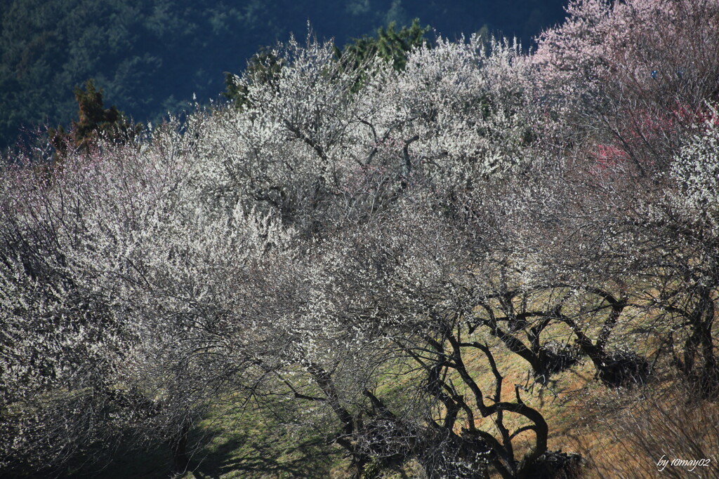 峠の梅林