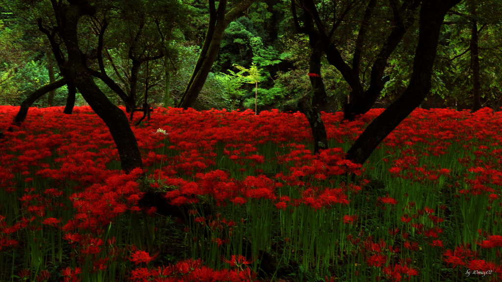 曼珠沙華