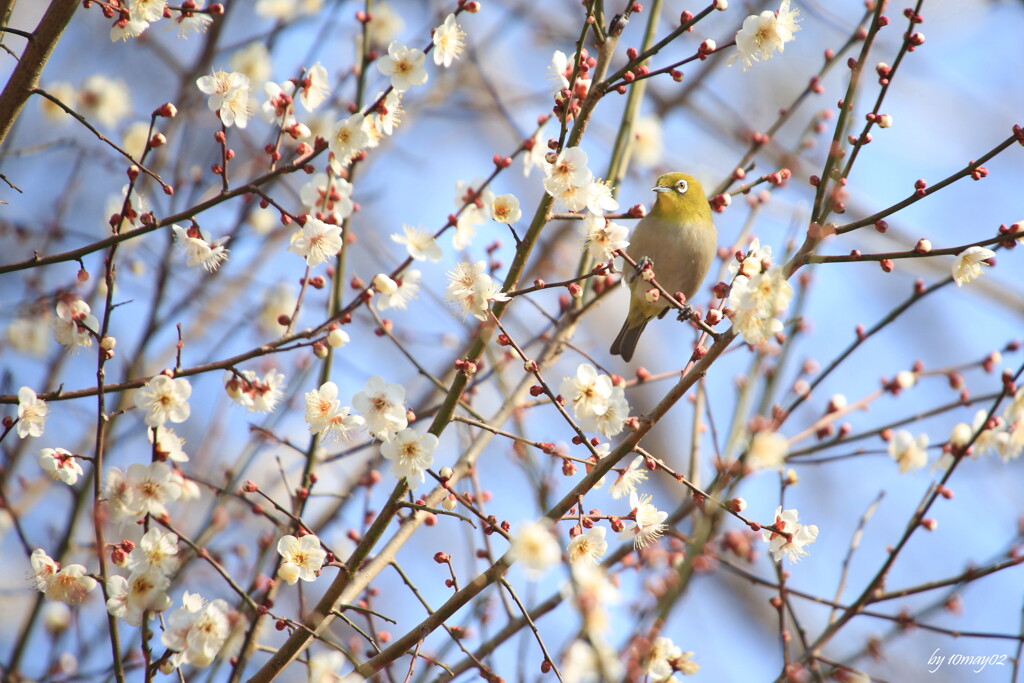 春だより